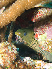 Picture 'Cur1_0_01294 Green Moray Eel, Moray Eel, Curacao'
